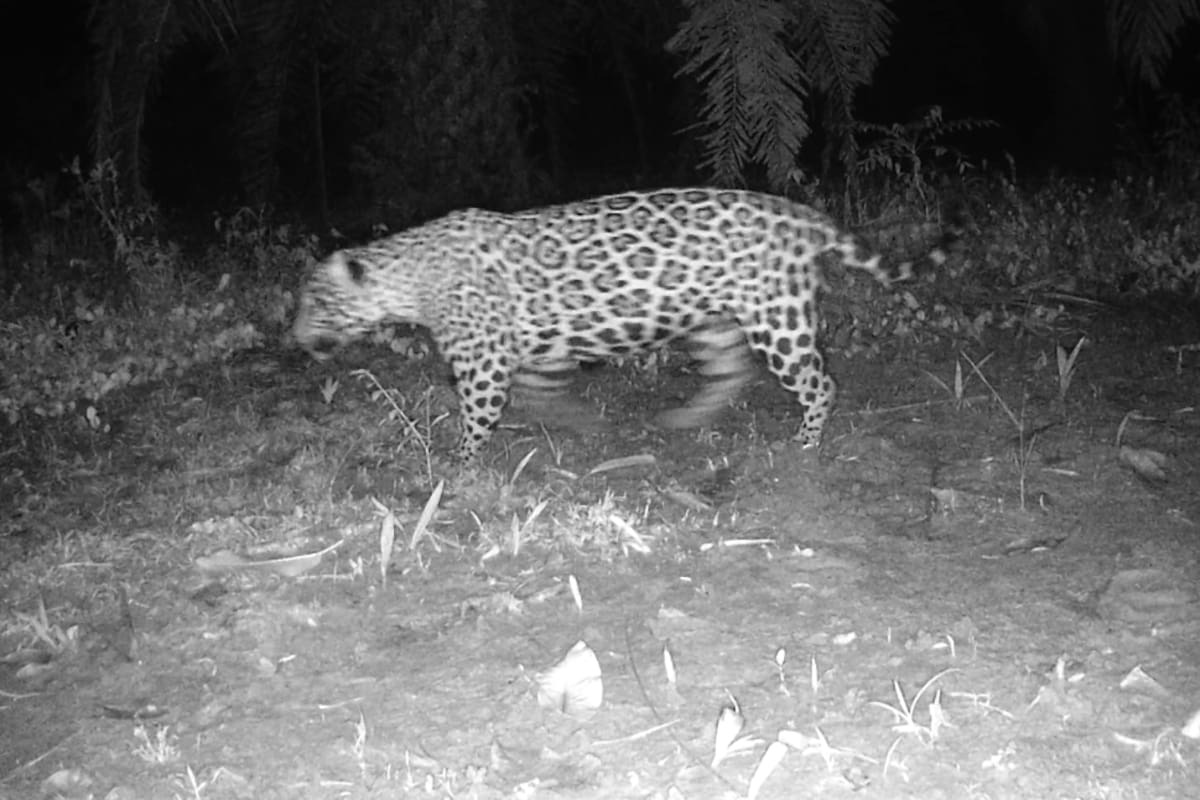 Por qué se volvió viral el video del jaguar cruzando una finca en Colombia